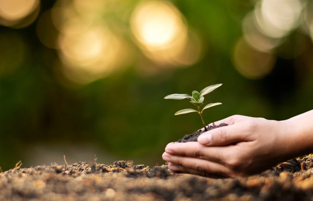 shows someone potting a plant - How to create a buyer persona